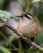 Colibri moucheté