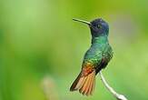 Colibri oenone