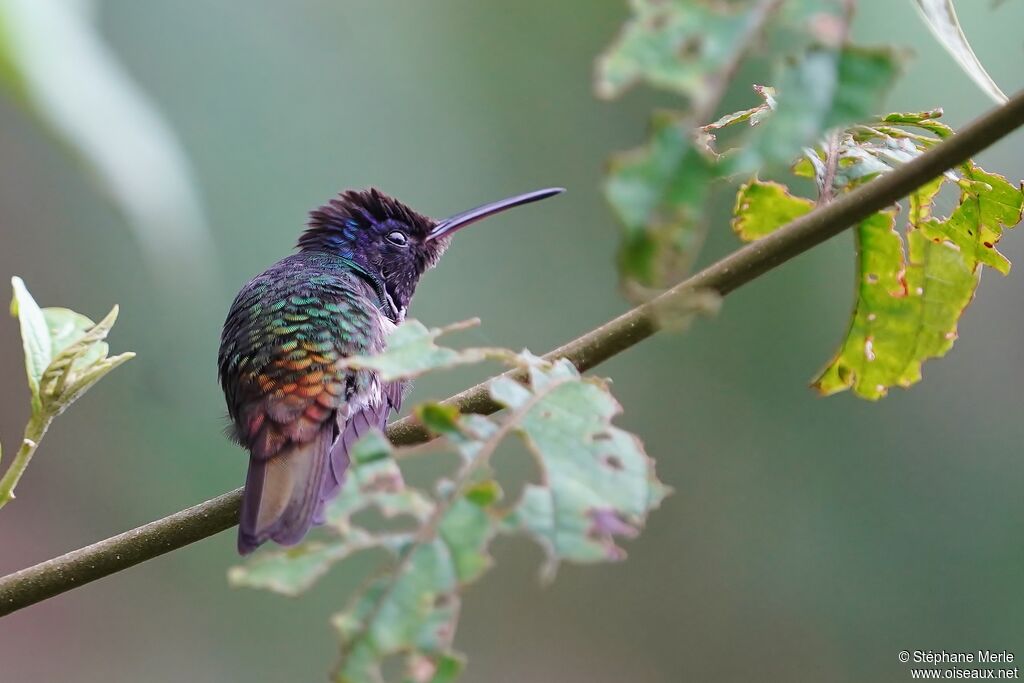 Colibri oenone