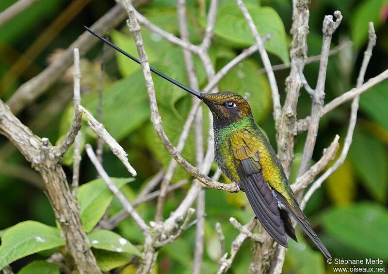Sword-billed Hummingbird male adult