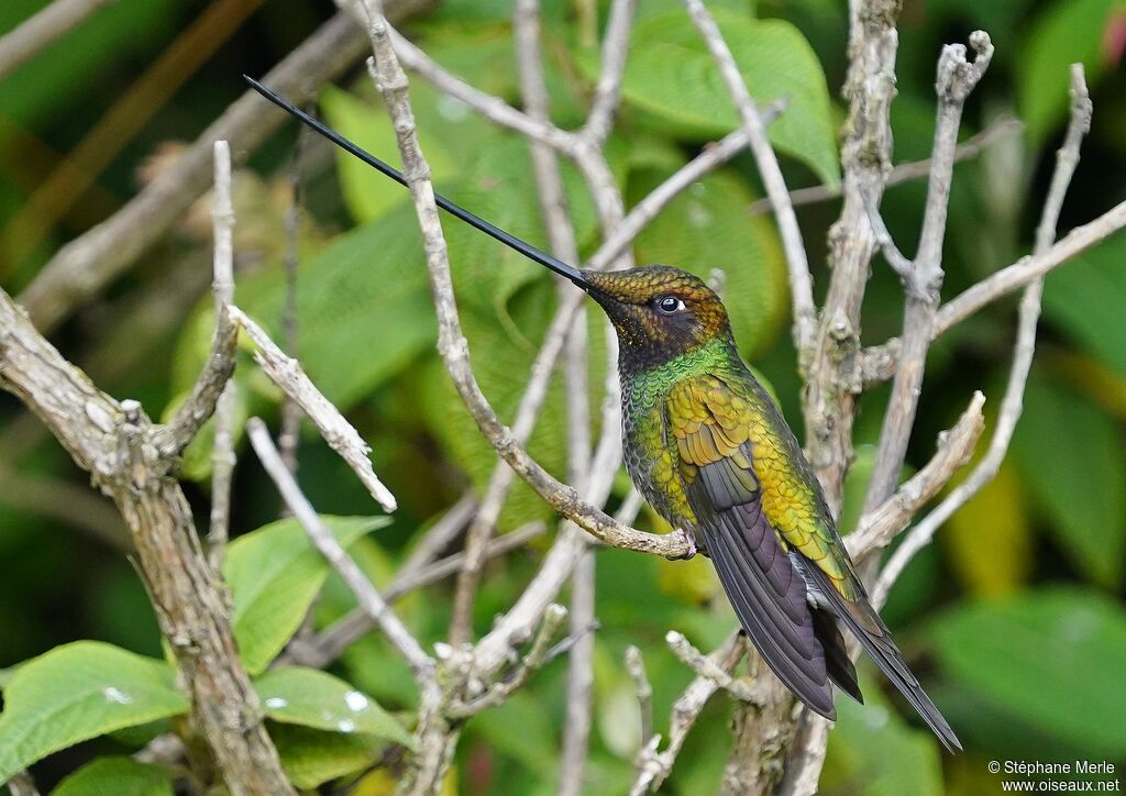 Colibri porte-épée mâle adulte