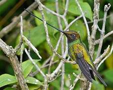 Sword-billed Hummingbird