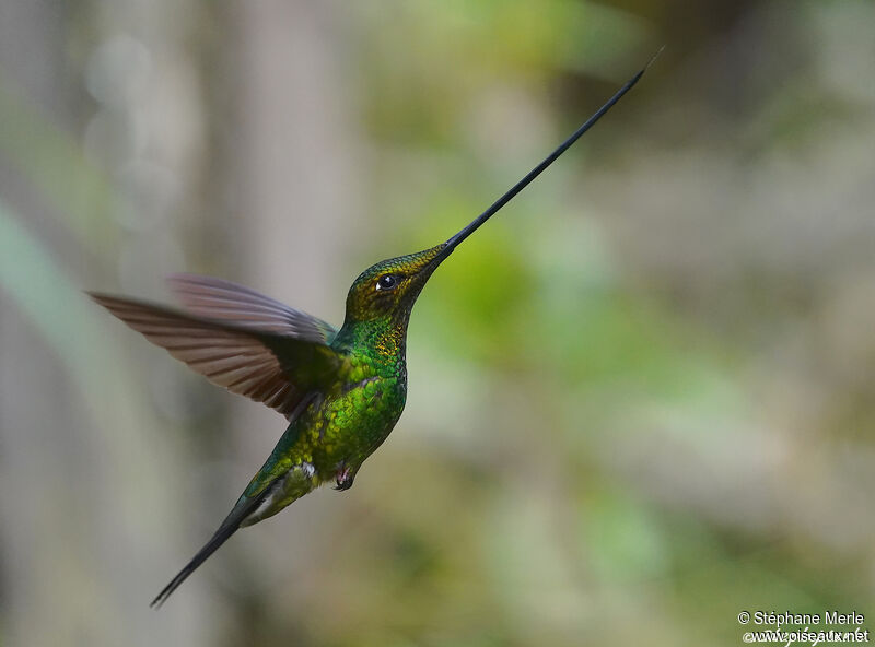 Sword-billed Hummingbird male adult