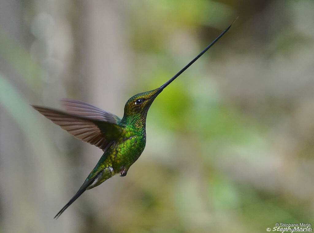 Colibri porte-épée mâle adulte