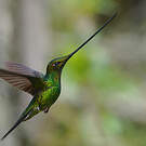 Colibri porte-épée