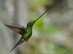 Sword-billed Hummingbird