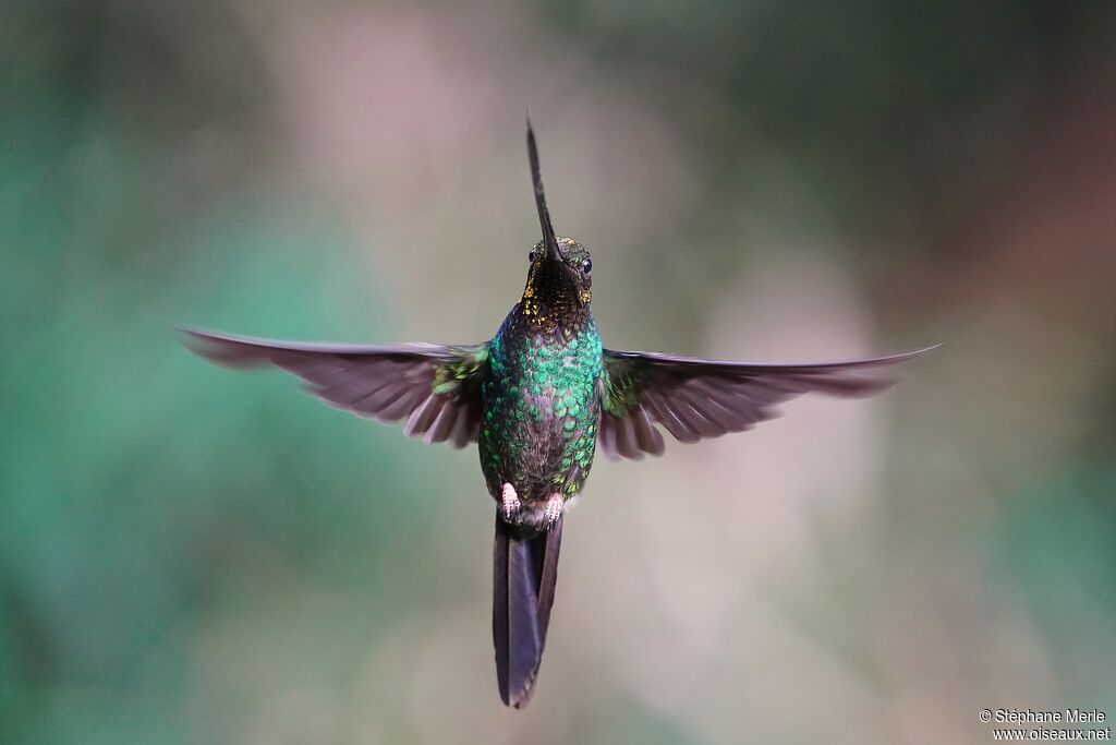 Colibri porte-épéeadulte