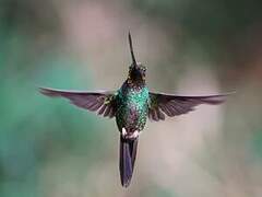 Sword-billed Hummingbird