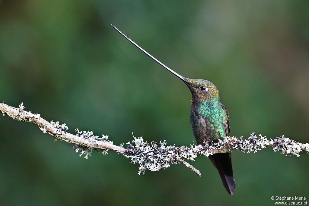 Colibri porte-épée mâle adulte