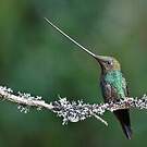 Colibri porte-épée