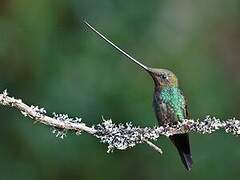 Sword-billed Hummingbird