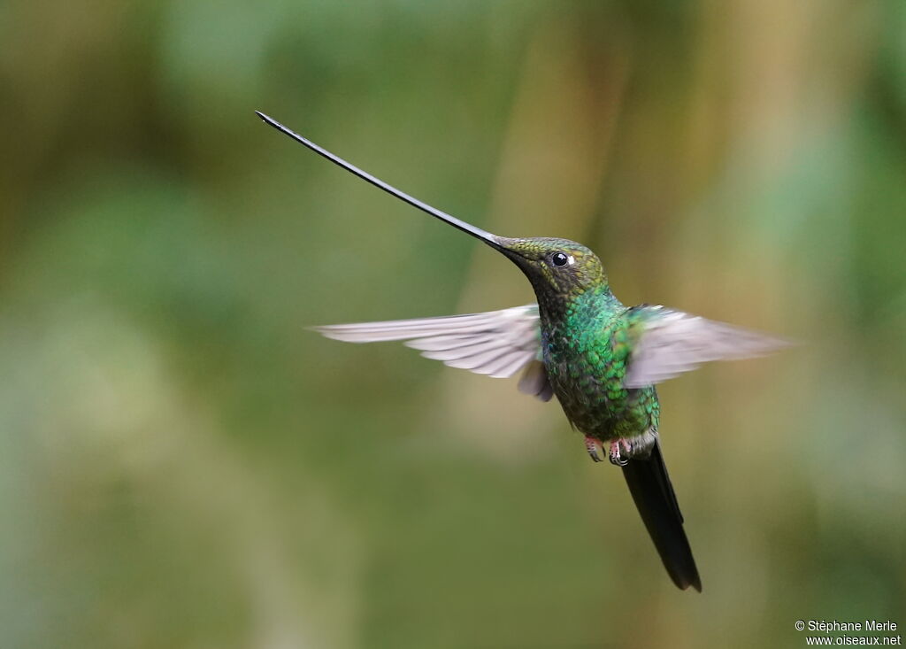 Colibri porte-épéeadulte