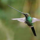 Colibri porte-épée