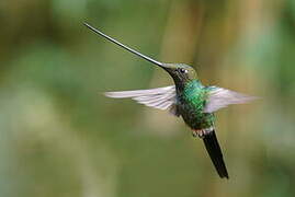 Sword-billed Hummingbird