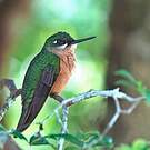 Colibri rubis-émeraude