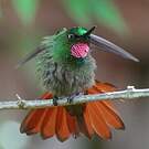 Colibri rubis-émeraude