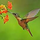 Colibri rubis-émeraude