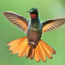 Colibri rubis-émeraude