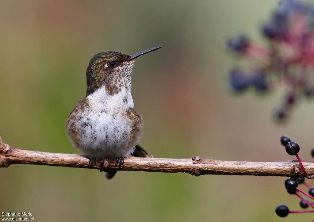 Colibri scintillant femelle adulte, portrait