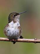 Scintillant Hummingbird