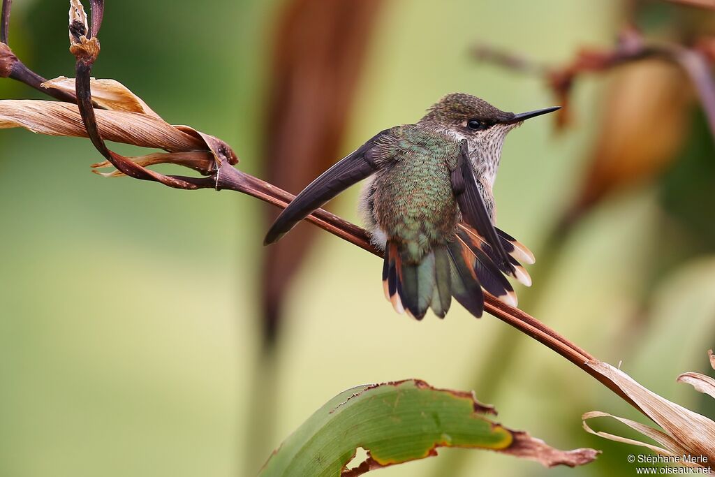 Colibri scintillant femelle