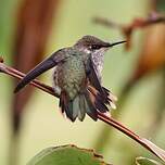 Colibri scintillant