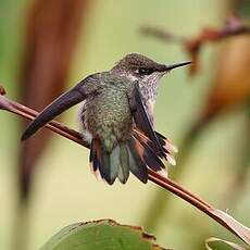 Colibri scintillant