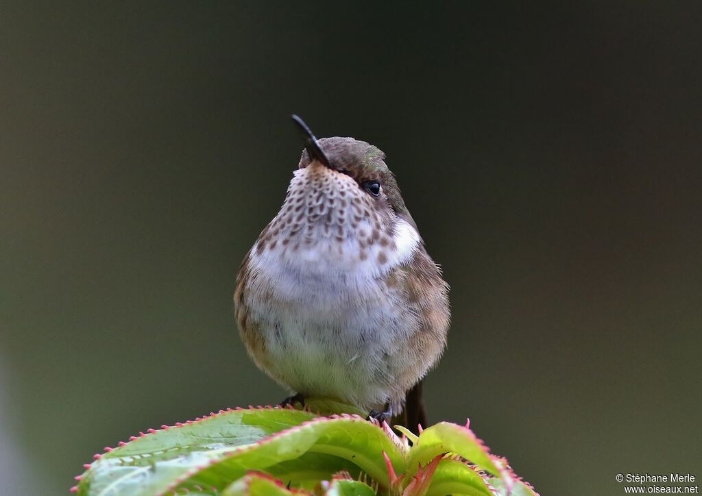 Colibri scintillantadulte