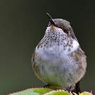 Colibri scintillant