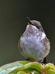 Colibri scintillant