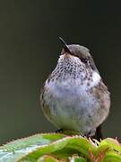 Colibri scintillant