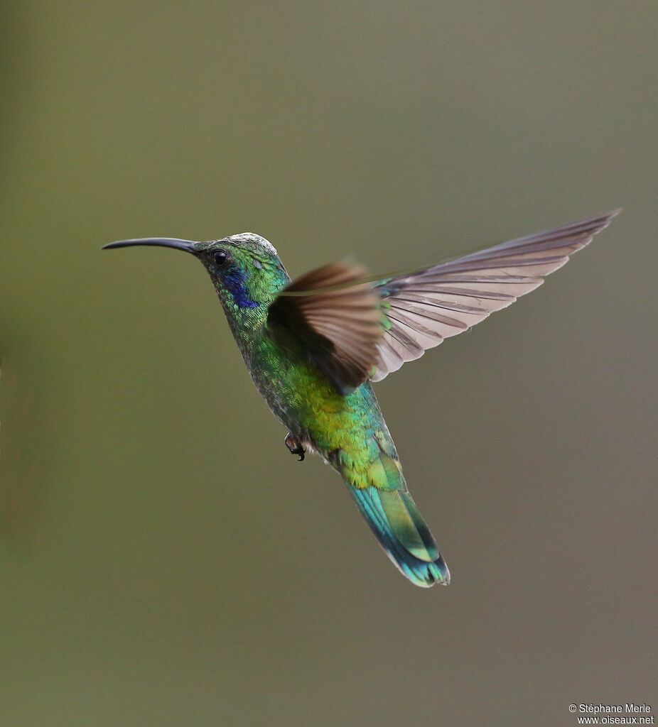 Colibri thalassin mâle adulte