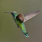 Colibri thalassin