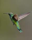 Colibri thalassin