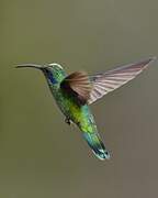 Mexican Violetear