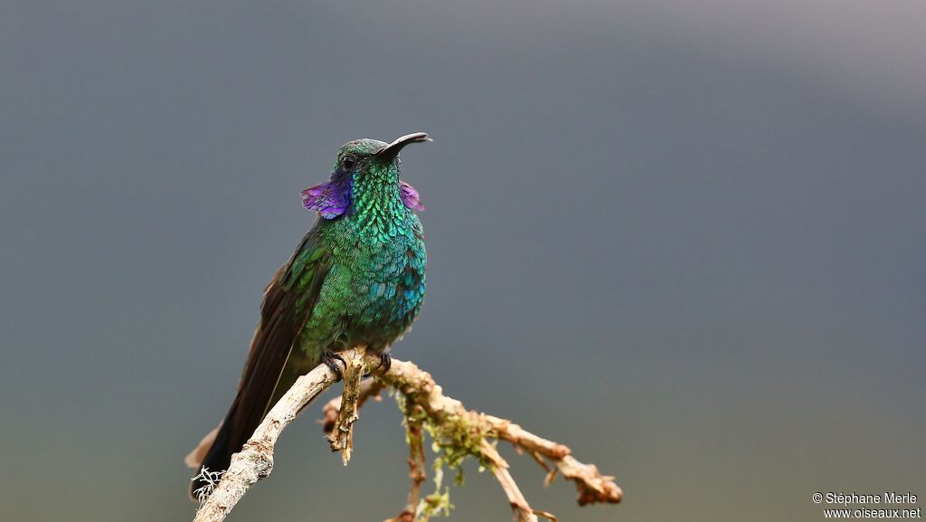 Mexican Violetearadult