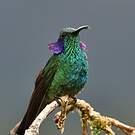 Colibri thalassin