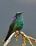 Colibri thalassin