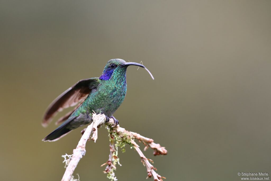 Colibri thalassinadulte