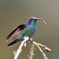 Colibri thalassin