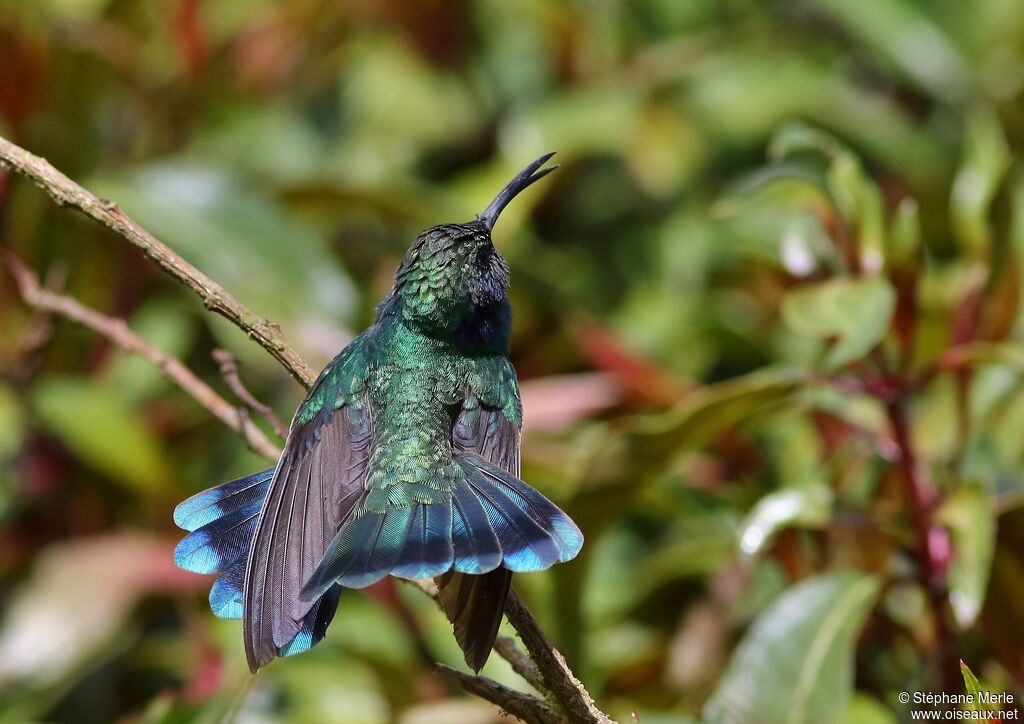 Colibri thalassin