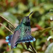 Mexican Violetear