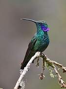 Mexican Violetear