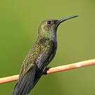 Colibri vert et gris