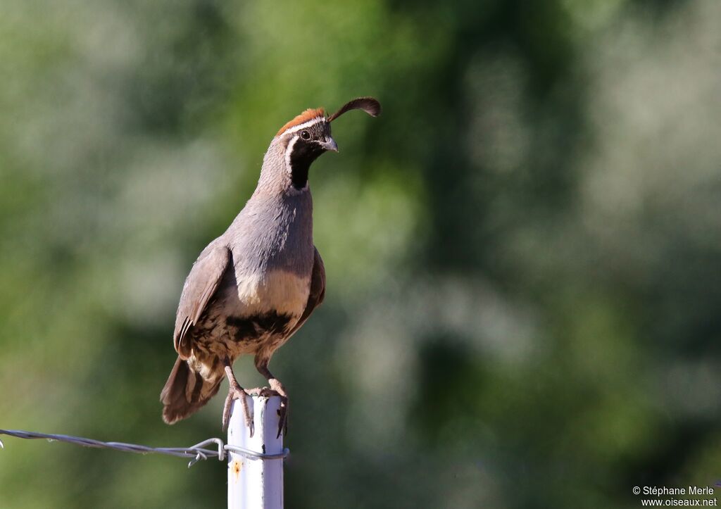 Gambel's Quail male adult breeding