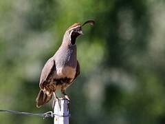 Gambel's Quail