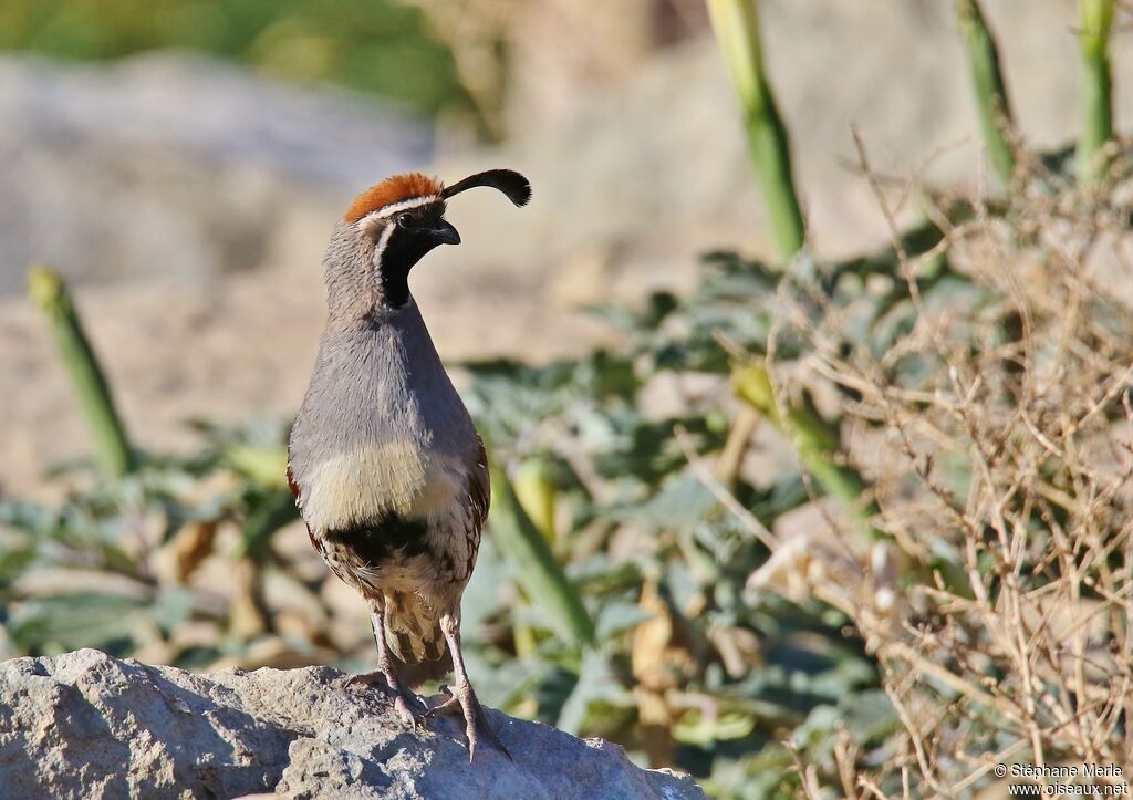 Gambel's Quail male