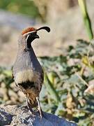 Gambel's Quail