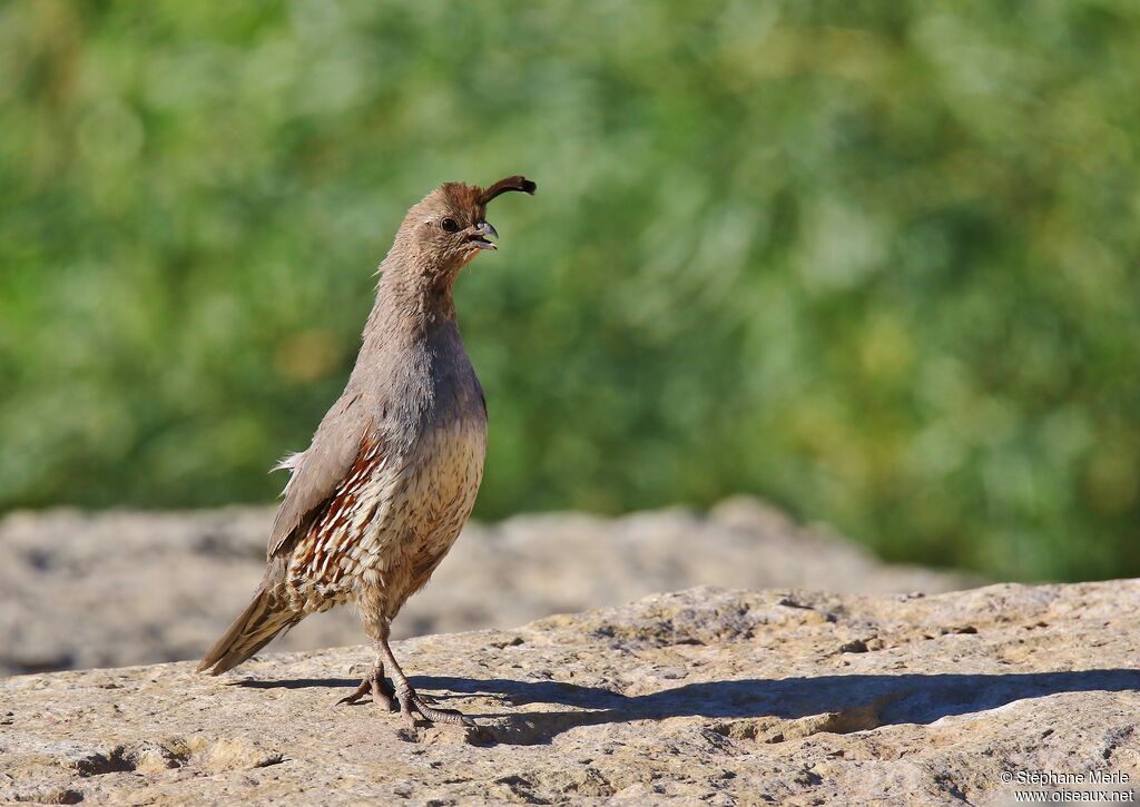 Gambel's Quail female