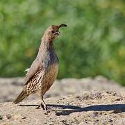 Gambel's Quail